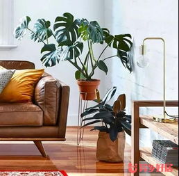 在澳洲生活，帮你盘点那些省时又省钱的家居实用好物